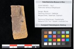 Foto (Objekt + Etikett) von Asterocalyx styriacus Ettingshausen (NHMW-GEO-2024-0188-0420)